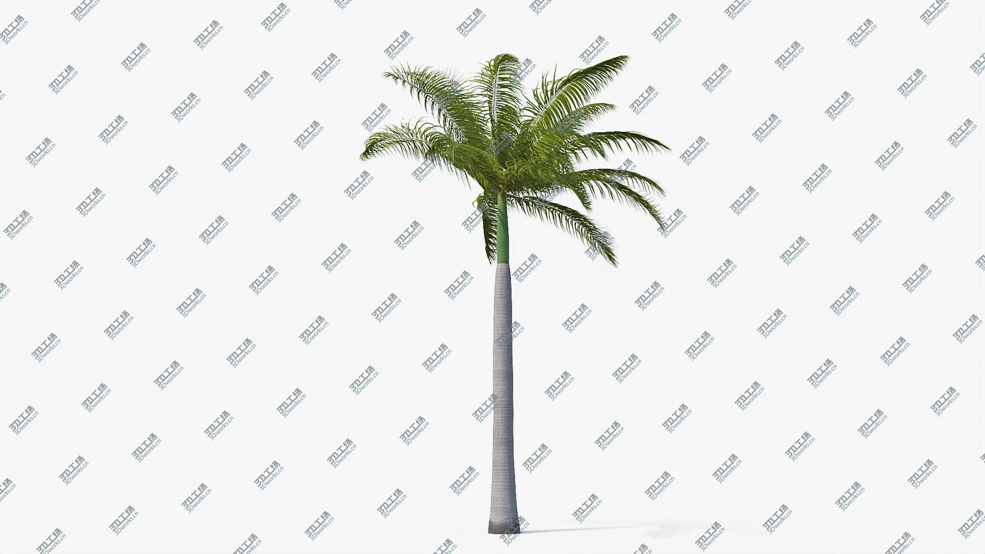 images/goods_img/2021040163/3D Palms Royal 04 model/4.jpg